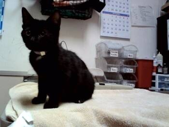 KODIAK -  Domestic Short Hair Cat for Adoption in Martinez, California - KODIAK | PetCurious