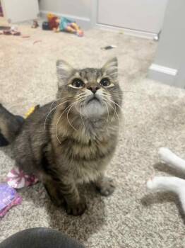 Rescue Domestic Medium Hair Cats for Adoption in Newnan, Georgia - MW - Dragon Fruit | PetCurious