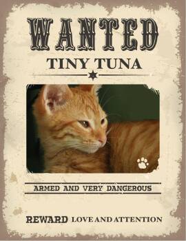Tiny Tuna -  Domestic Short Hair Cat for Adoption in Clarksville, Tennessee - Tiny Tuna | PetCurious
