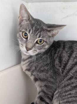 CLAIRE -  Domestic Short Hair Cat for Adoption in Canfield, Ohio - CLAIRE | PetCurious