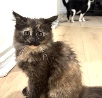Marshall (A141549) -  Tortoiseshell Cat for Adoption in Burbank, California - Marshall (A141549) | PetCurious