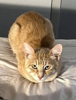 Rescue Domestic Short Hair Cats for Adoption in Dallas, Texas - MAUGUITO | PetCurious