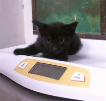 CHICKPEA -  Domestic Short Hair Cat for Adoption in Houston, Texas - CHICKPEA | PetCurious