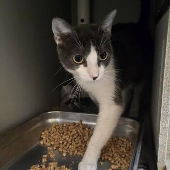 Blossom -  Domestic Short Hair Cat for Adoption in Rowlett, Texas - Blossom | PetCurious