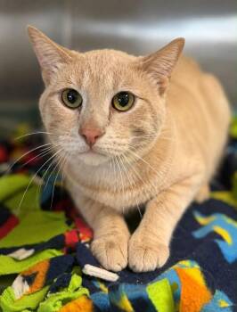 Hades -  Domestic Short Hair Cat for Adoption in Columbia, Tennessee - Hades | PetCurious