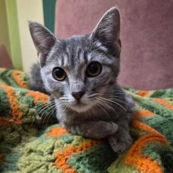 Haloumi -  Domestic Short Hair Cat for Adoption in Stuart, Virginia - Haloumi | PetCurious