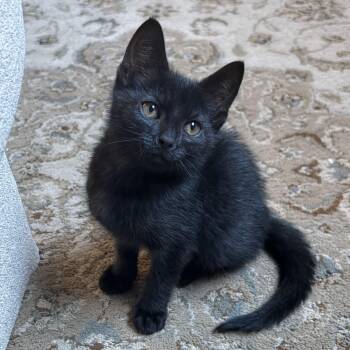 Spicy Turnip -  Domestic Short Hair Cat for Adoption in Richmond, Virginia - Spicy Turnip | PetCurious