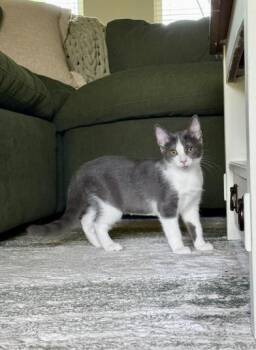 Moro -  Domestic Short Hair Cat for Adoption in Liverpool, Texas - Moro | PetCurious