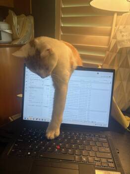 Rescue Domestic Short Hair Cats for Adoption in Temple, Pennsylvania - Burrito | PetCurious