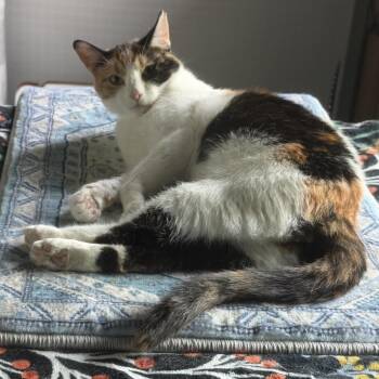 Twix -  Domestic Short Hair Cat for Adoption in Chicago, Illinois - Twix | PetCurious