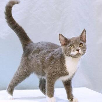 Rescue Domestic Short Hair Cats for Adoption in Maynardville, Tennessee - Murphy | PetCurious