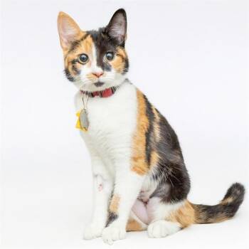 Domestic Short Hair Cats Available for Adoption - CASTANET | PetCurious