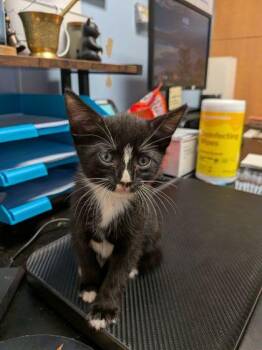 Fusilli -  Domestic Short Hair Cat for Adoption in Chamblee, Georgia - Fusilli | PetCurious