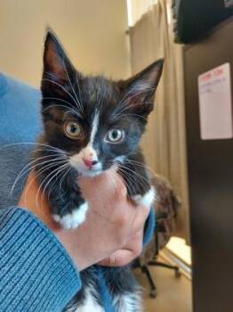 Tori -  Domestic Short Hair Cat for Adoption in Fishers, Indiana - Tori | PetCurious