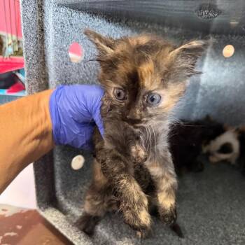 Saturn -  Domestic Short Hair Cat for Adoption in Birmingham, Alabama - Saturn | PetCurious