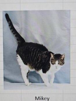 Domestic Short Hair Cats Available for Adoption in Cincinnati, Ohio - Mikey | PetCurious