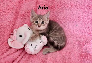 Aria -  Tabby Cat for Adoption in St. Augustine, Florida - Aria | PetCurious