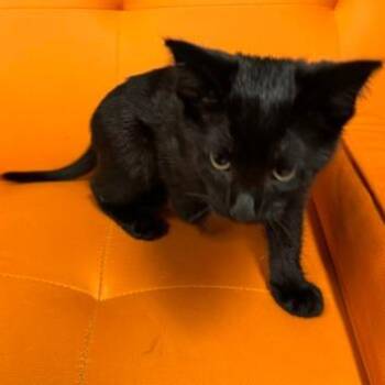 Orchid -  Domestic Short Hair Cat for Adoption in Edwardsville, Illinois - Orchid | PetCurious