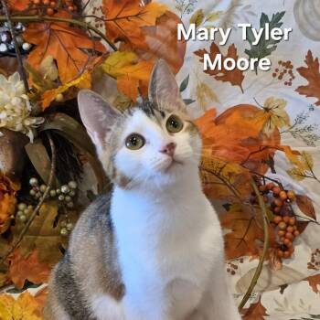 MARY TYLER MOORE -  Domestic Short Hair Cat for Adoption in Kyle, Texas - MARY TYLER MOORE | PetCurious