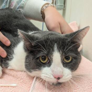 Calvin -  Domestic Short Hair Cat for Adoption in Oshkosh, Wisconsin - Calvin | PetCurious