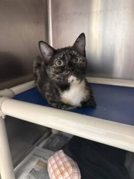 Rescue Domestic Short Hair Cats for Adoption in Morristown, New Jersey - Ali | PetCurious