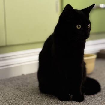 Rescue Domestic Short Hair Cats for Adoption in Buffalo, New York - Arthur | PetCurious