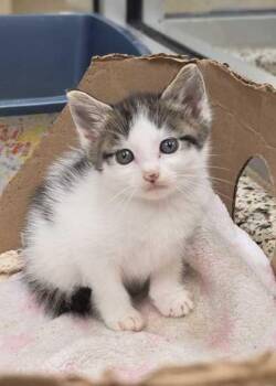 Vayne 64289 -  Domestic Short Hair Cat for Adoption in Aiken, South Carolina - Vayne 64289 | PetCurious