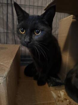 Domestic Short Hair Cats Available for Adoption in Pawtucket, Rhode Island - Junypurr | PetCurious