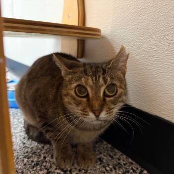 Rescue Domestic Short Hair Cats for Adoption - Ophelia | PetCurious