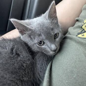Domestic Short Hair Cats Available for Adoption in Tampa, Florida - Matrix | PetCurious