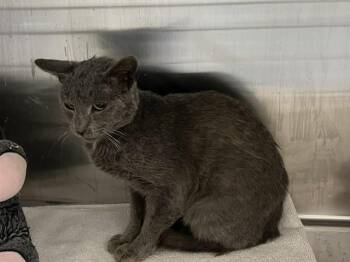 Domestic Short Hair Cats Available for Adoption in Tustin, California - ATLANTIS | PetCurious