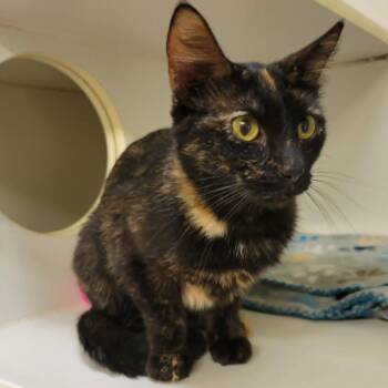 Adelaide -  Domestic Short Hair Cat for Adoption in Columbia, Missouri - Adelaide | PetCurious