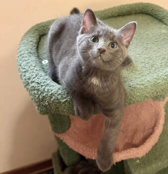 Shiloh -  Domestic Short Hair Cat for Adoption in Vaughan, Ontario - Shiloh | PetCurious