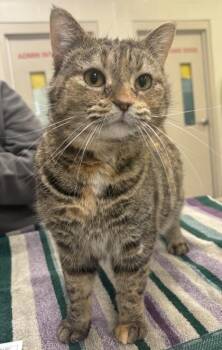 Domestic Short Hair Cats Available for Adoption - Tinkerbell | PetCurious