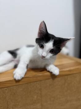Clarabelle -  Domestic Short Hair Cat for Adoption in Las Vegas, Nevada - Clarabelle | PetCurious