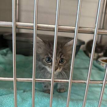 Thali -  Domestic Long Hair and Tabby Cat for Adoption in Visalia, California - Thali | PetCurious