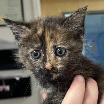 Emory -  Domestic Short Hair Cat for Adoption in Chattanooga, Tennessee - Emory | PetCurious