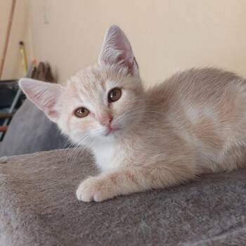 Gunther -  Domestic Short Hair Cat for Adoption in Santa Rosa, California - Gunther | PetCurious