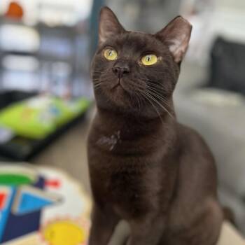 Rescue Domestic Short Hair Cats for Adoption in Scranton, Pennsylvania - Sasha | PetCurious