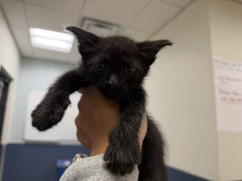 BERRY -  Domestic Short Hair Cat for Adoption in Doral, Florida - BERRY | PetCurious