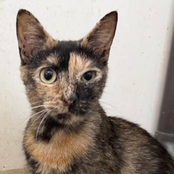 Beryl -  Domestic Short Hair Cat for Adoption in Quakertown, Pennsylvania - Beryl | PetCurious