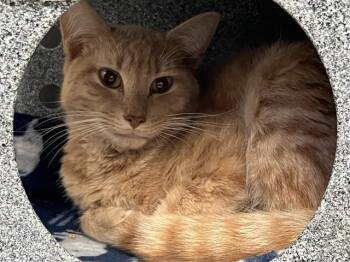 Rescue Domestic Short Hair Cats for Adoption in Tulsa, Oklahoma - ICELAND | PetCurious