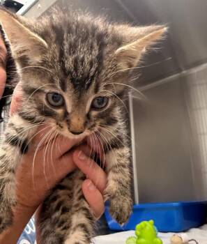 Alexander -  Domestic Short Hair Cat for Adoption in Lake City, Arkansas - Alexander | PetCurious