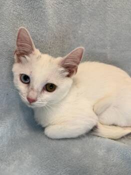 Pandora -  Domestic Short Hair Cat for Adoption in Greensboro, North Carolina - Pandora | PetCurious