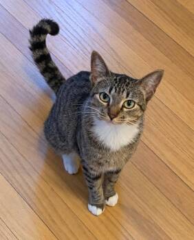 Eevee -  Domestic Short Hair Cat for Adoption in Kansas City, Missouri - Eevee | PetCurious