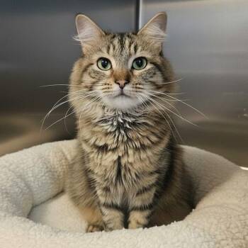 SIMBA -  Domestic Long Hair Cat for Adoption in Schnecksville, Pennsylvania - SIMBA | PetCurious