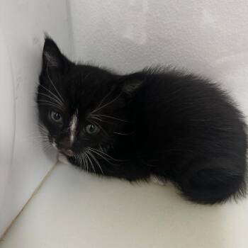 Sabrina -  Domestic Short Hair Cat for Adoption in Ashland, Oregon - Sabrina | PetCurious