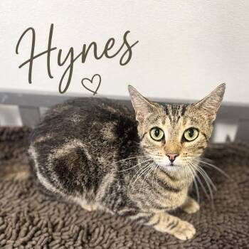 Hynes -  Domestic Short Hair Cat for Adoption in Brownsboro, Alabama - Hynes | PetCurious