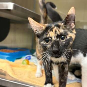 Paprika -  Domestic Short Hair Cat for Adoption in Concord, North Carolina - Paprika | PetCurious