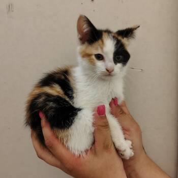 Broccoli -  Domestic Short Hair Cat for Adoption in Coos Bay, Oregon - Broccoli | PetCurious